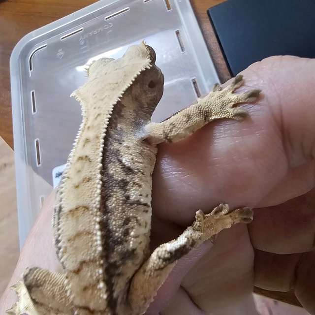 노멀 트라이 익스트림할리퀸