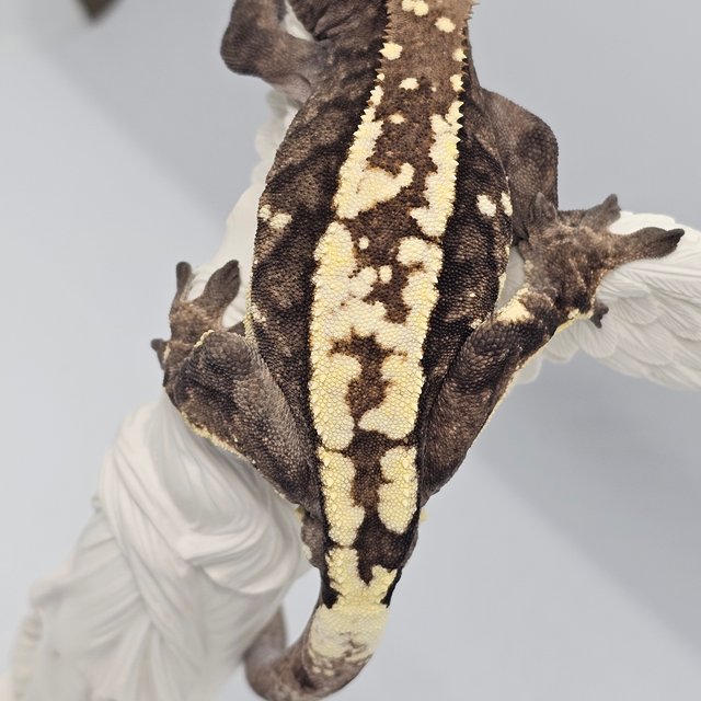 카푸치노 화이트포트홀