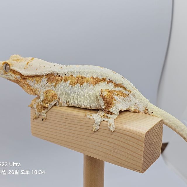 릴리화이트 크림시클