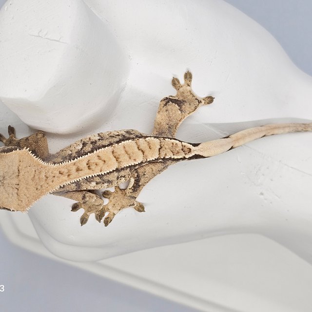 노멀 트라이 익스트림할리퀸