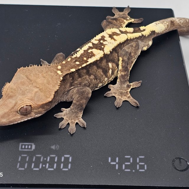 카푸치노 화이트포트홀