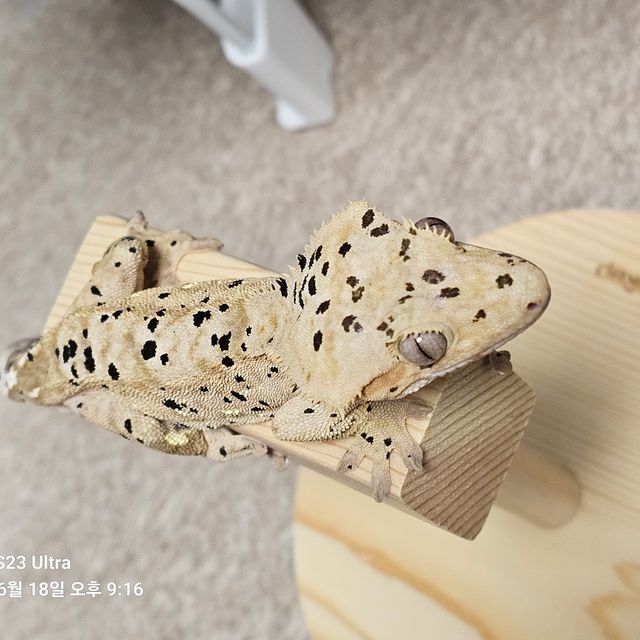 옐로우 슈퍼달마시안