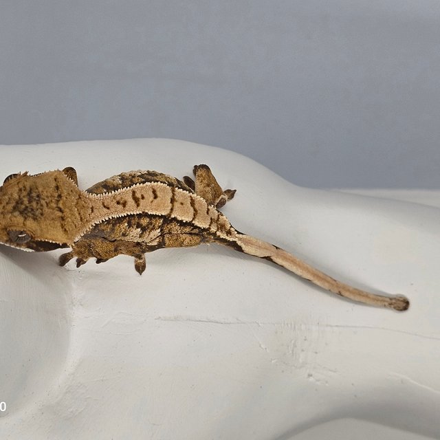 트라이 익스트림할리퀸 노멀