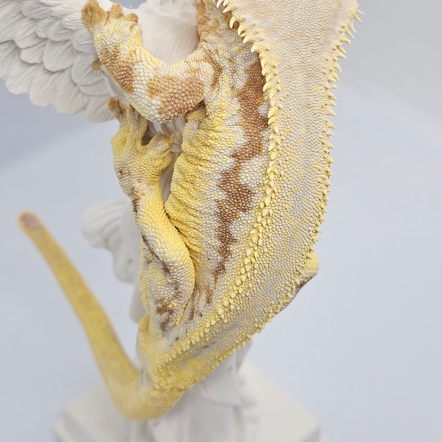 릴리화이트 크림시클