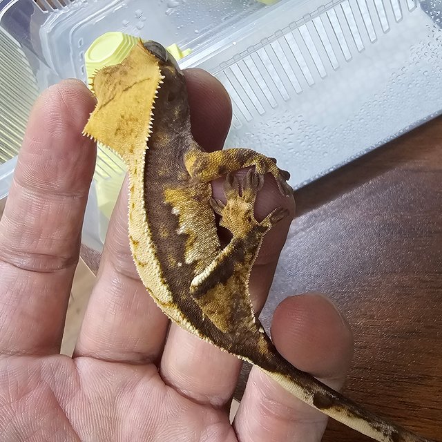 노멀 쿼드 트라이