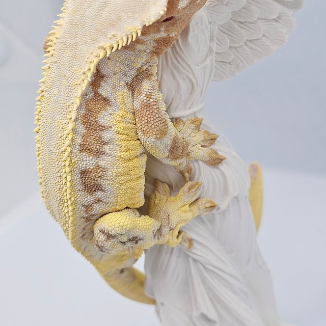 릴리화이트 크림시클