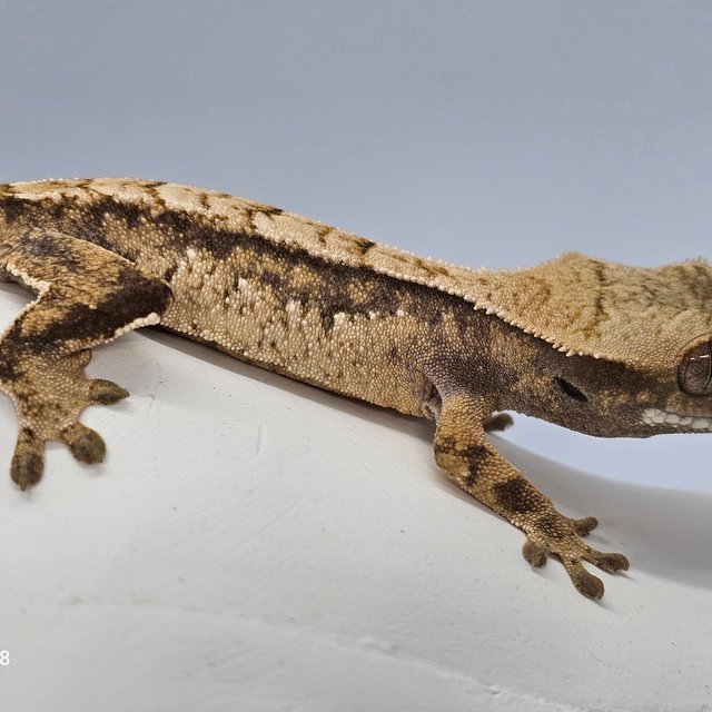 트라이 익스트림할리퀸 화이트스팟