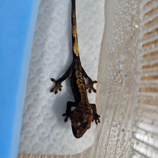 노멀 플레임 할리퀸