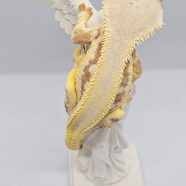 릴리화이트 크림시클