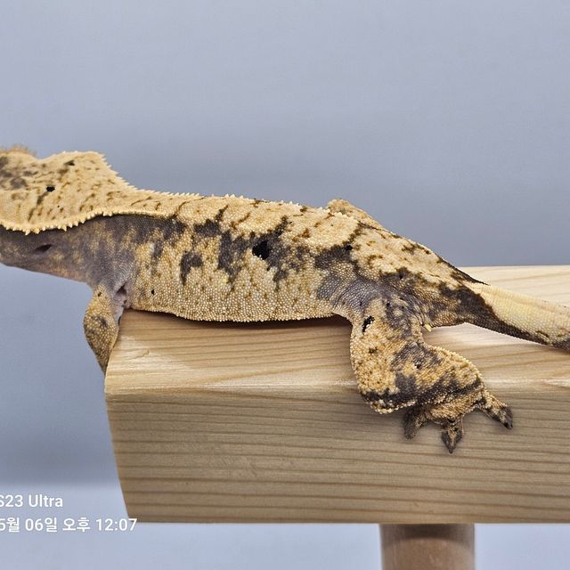 노멀 트라이