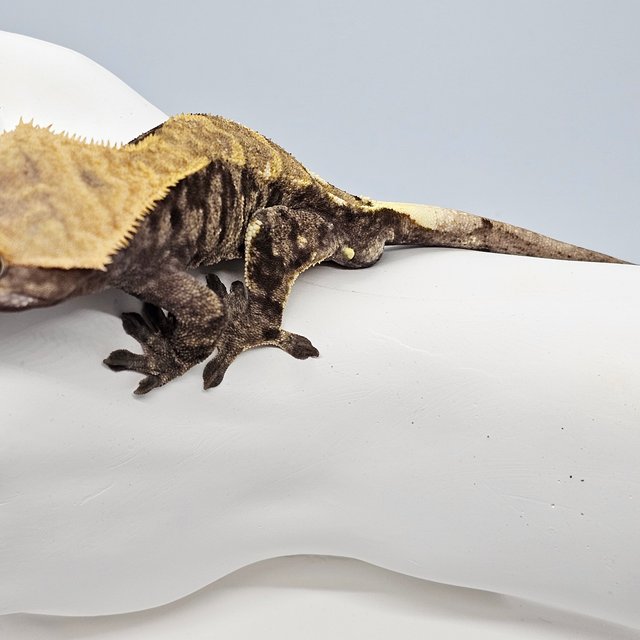 트라이 카푸치노