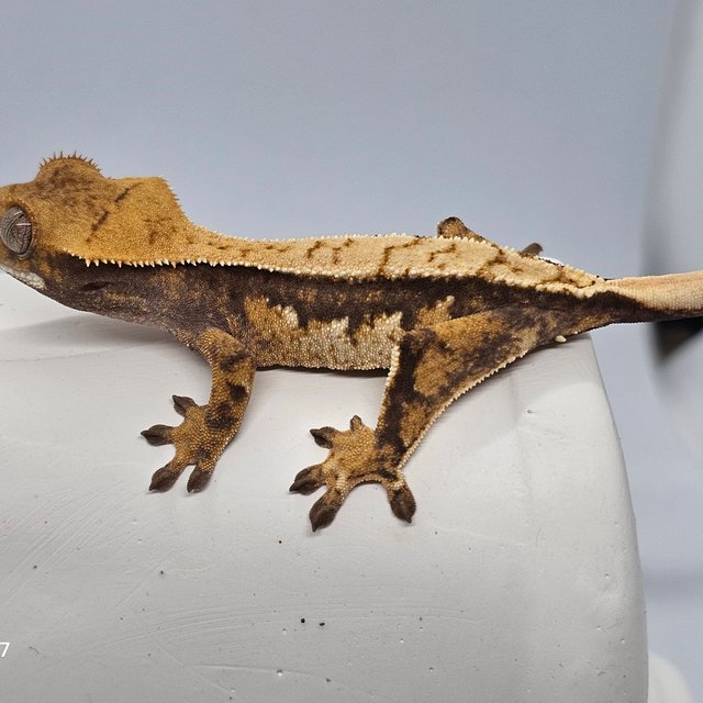 노멀 쿼드 트라이