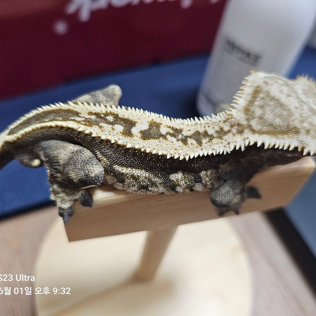 노멀 쿼드 핀스트라이프 엠티백