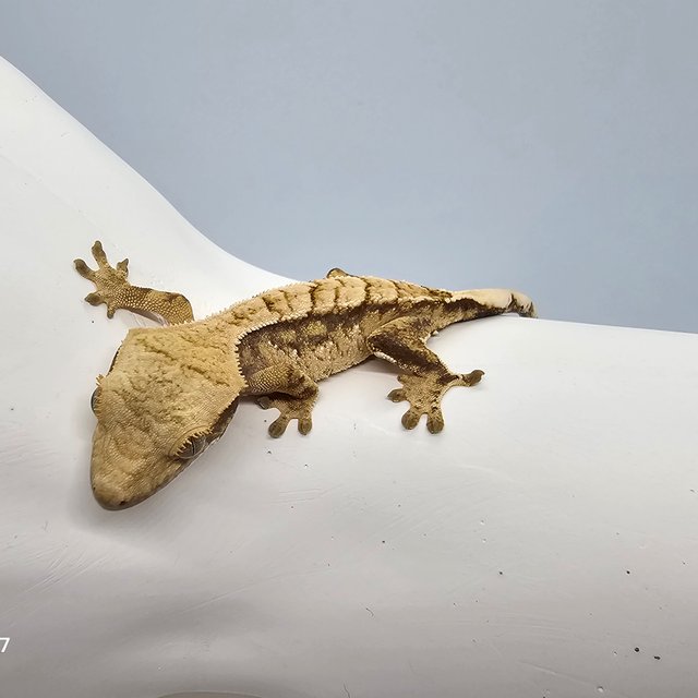 트라이 익스트림할리퀸 화이트스팟