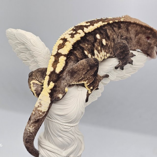 카푸치노 화이트포트홀