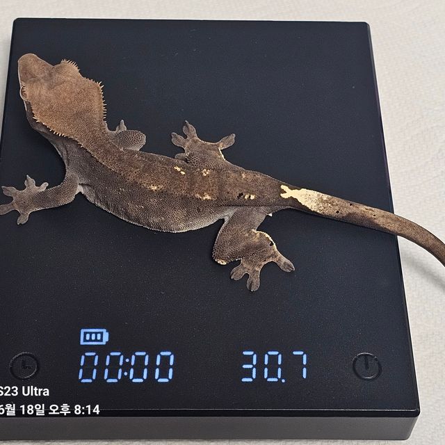 카푸치노 다크