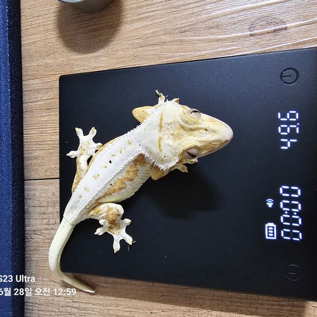릴리화이트 크림시클