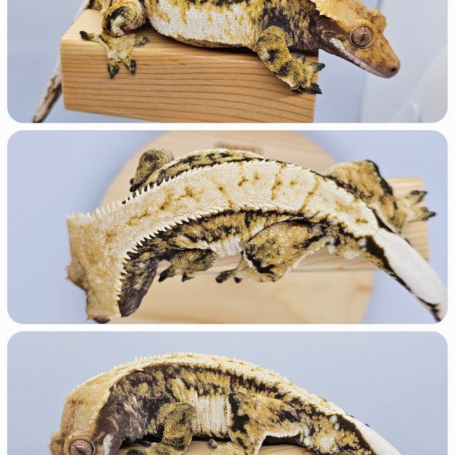 풀핀 트라이 노멀