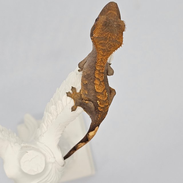 노멀 플레임 할리퀸