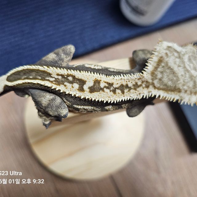 노멀 쿼드 핀스트라이프 엠티백