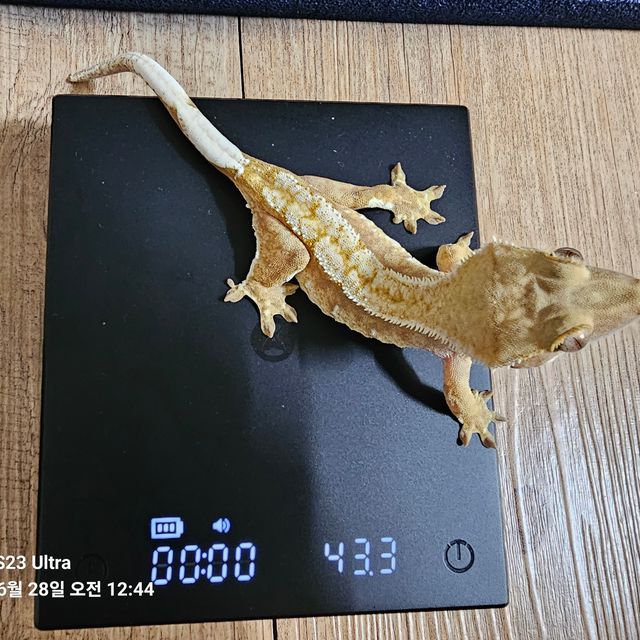 옐로우 크림시클 핀스트라이프