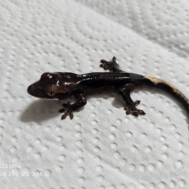 카푸치노 챠콜