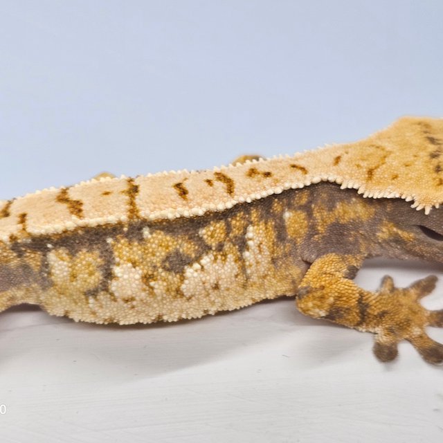 트라이 익스트림할리퀸 노멀