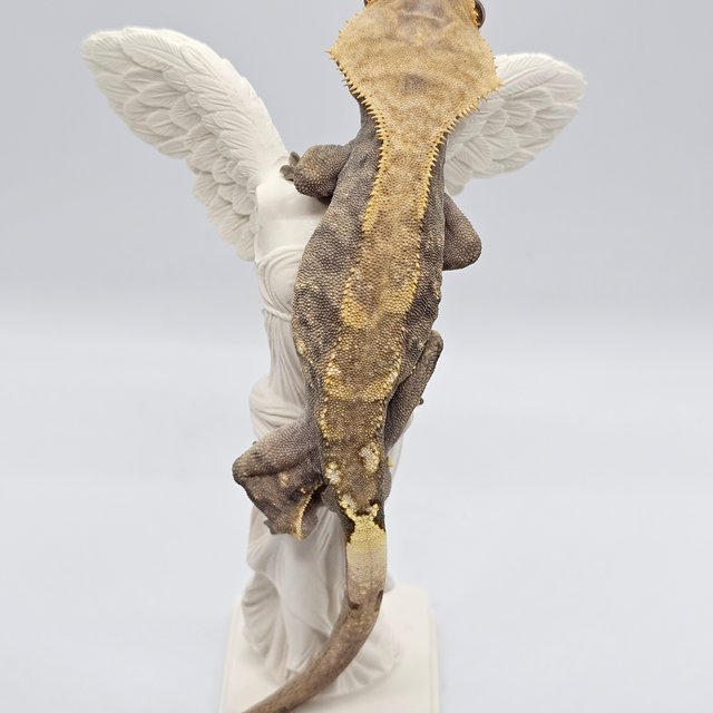 트라이 카푸치노