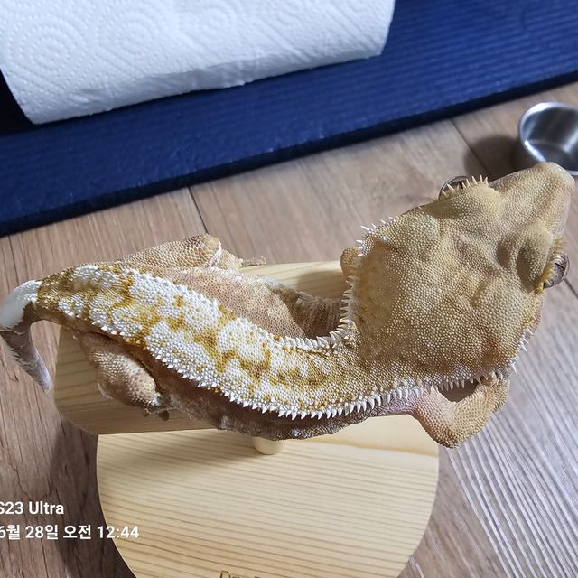 옐로우 크림시클 핀스트라이프