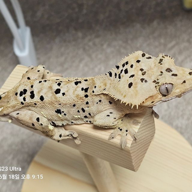 옐로우 슈퍼달마시안