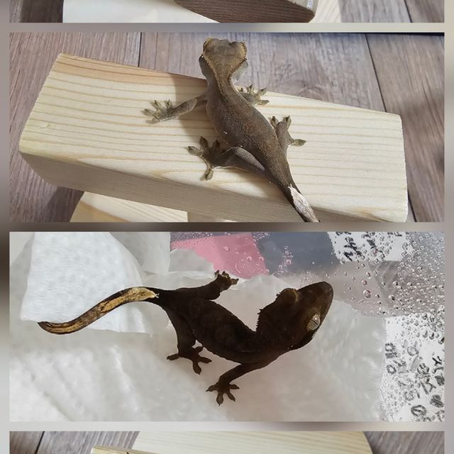 카푸치노 챠콜