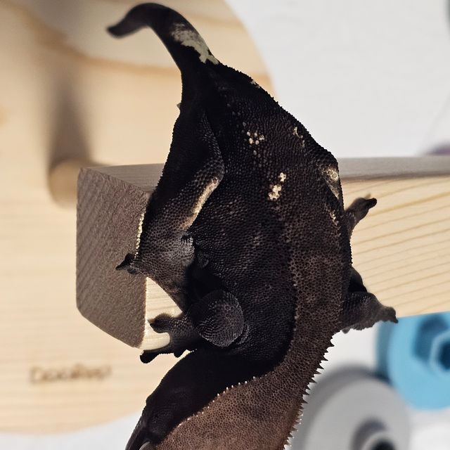 카푸치노 다크