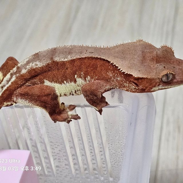 릴리화이트 팬텀 레드