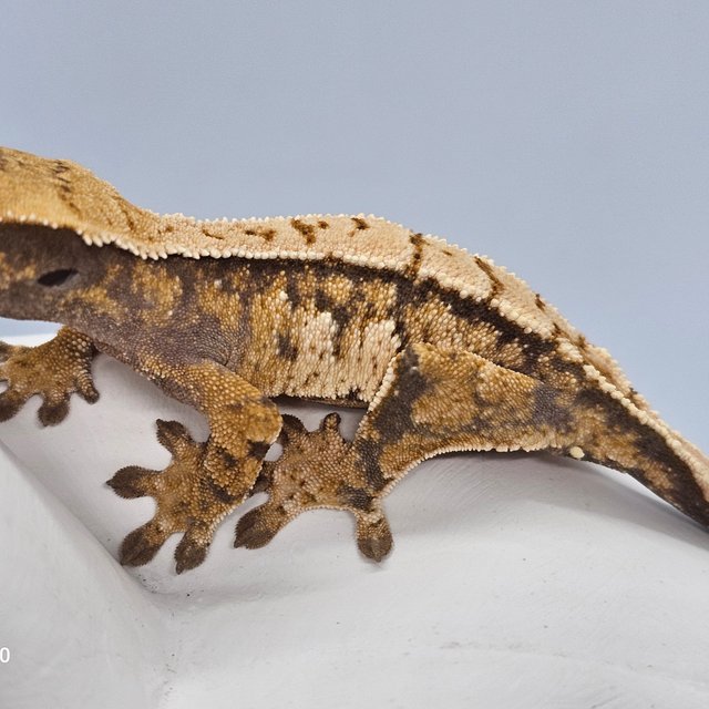 트라이 익스트림할리퀸 노멀