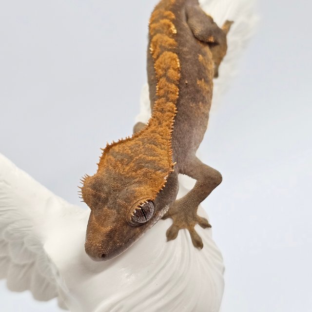 노멀 플레임 할리퀸