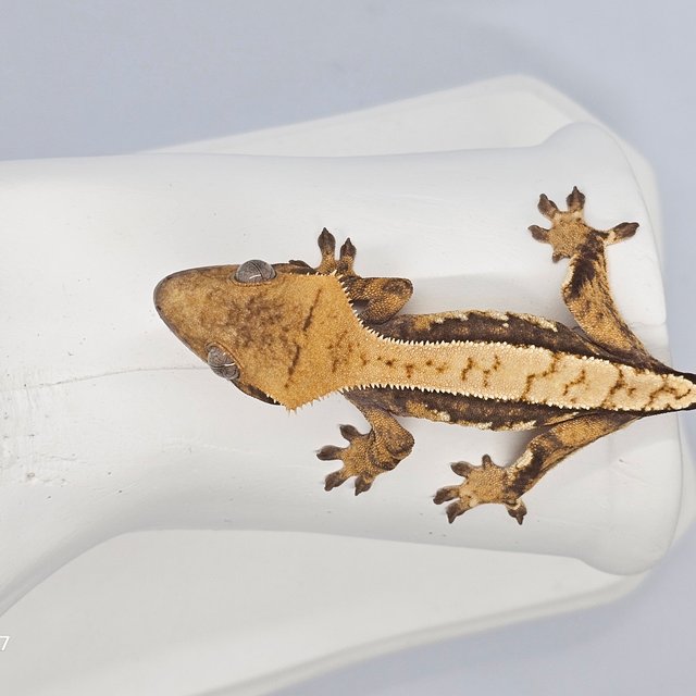 노멀 쿼드 트라이