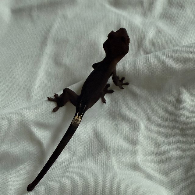 팬텀 챠콜 카푸치노 블랙