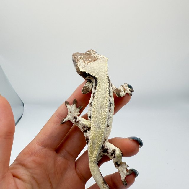 릴리 세이블 세이블 릴리화이트