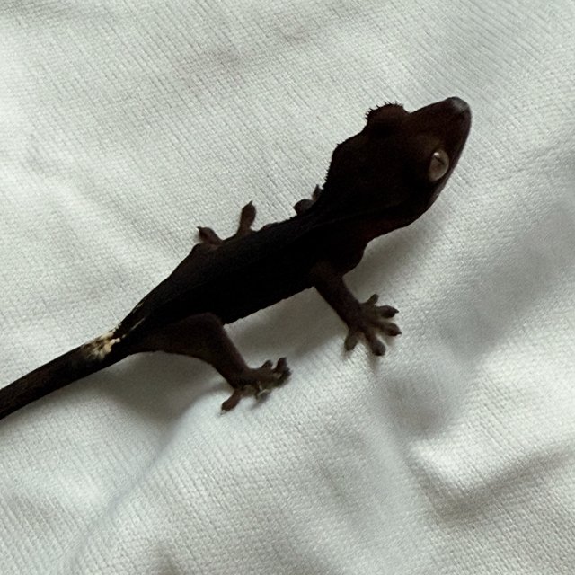 팬텀 챠콜 카푸치노 블랙