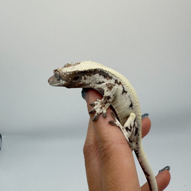 릴리 세이블 세이블 릴리화이트