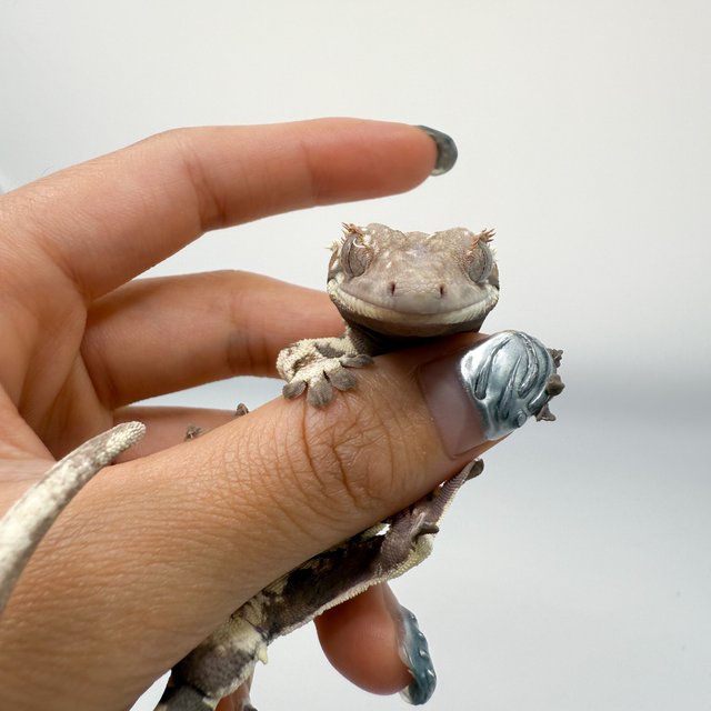 릴리 세이블 세이블 릴리화이트