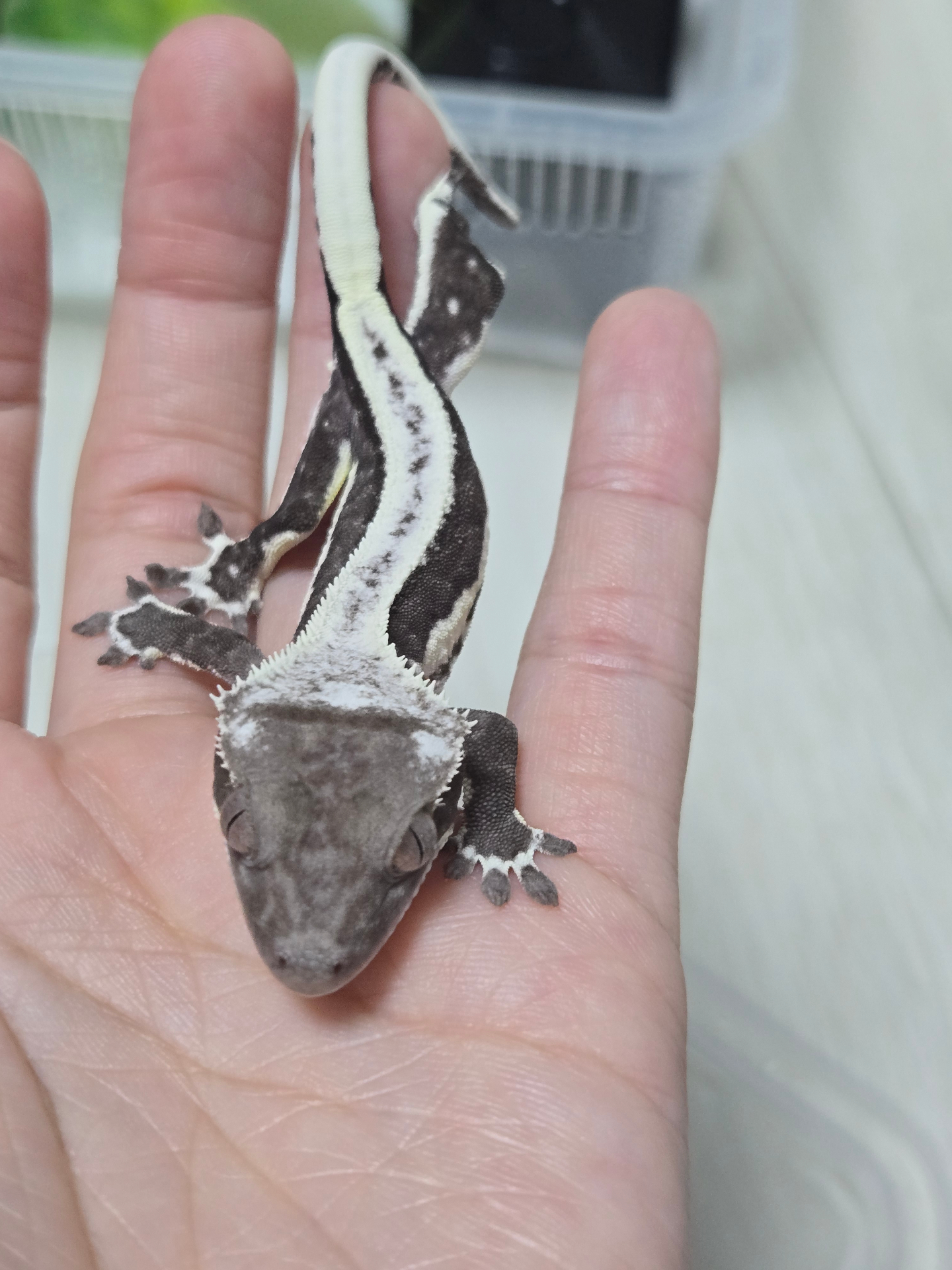 려운크레