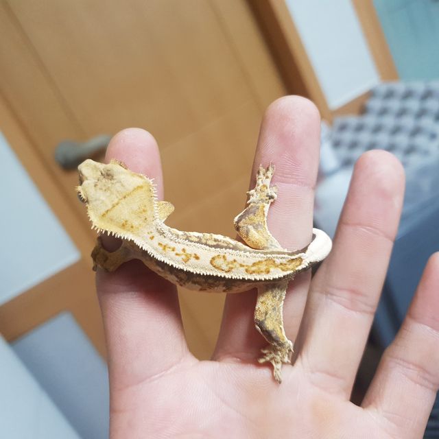 트라이
