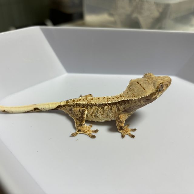 트라이