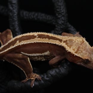 Red Super Stripe Empty Back