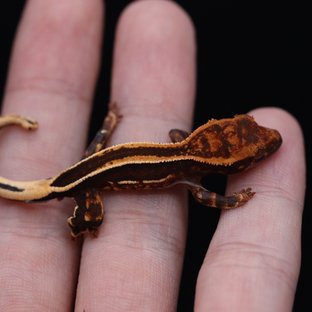 슈퍼스트라이프 엠티백