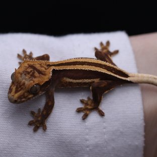 슈퍼스트라이프 엠티백