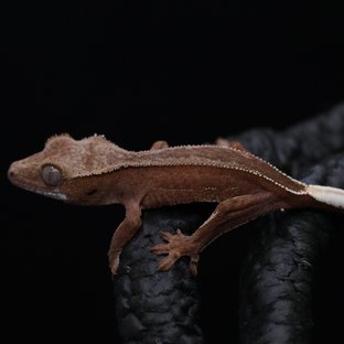 레드 팬텀 엠티백