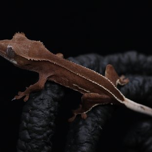 레드 팬텀 엠티백