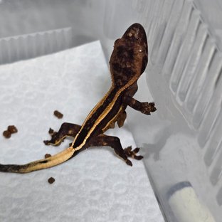 슈퍼스트라이프 엠티백